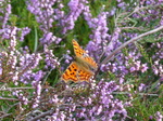 FZ020382 Comma (Polygonia c-album) butterfly on heather.jpg